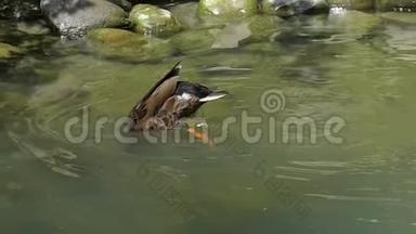 一只鸭子潜入水中，用爪子把它的尾巴留在湖里，在船上